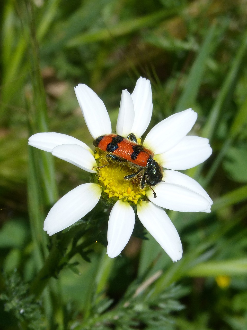 beetle flower meloidea free photo