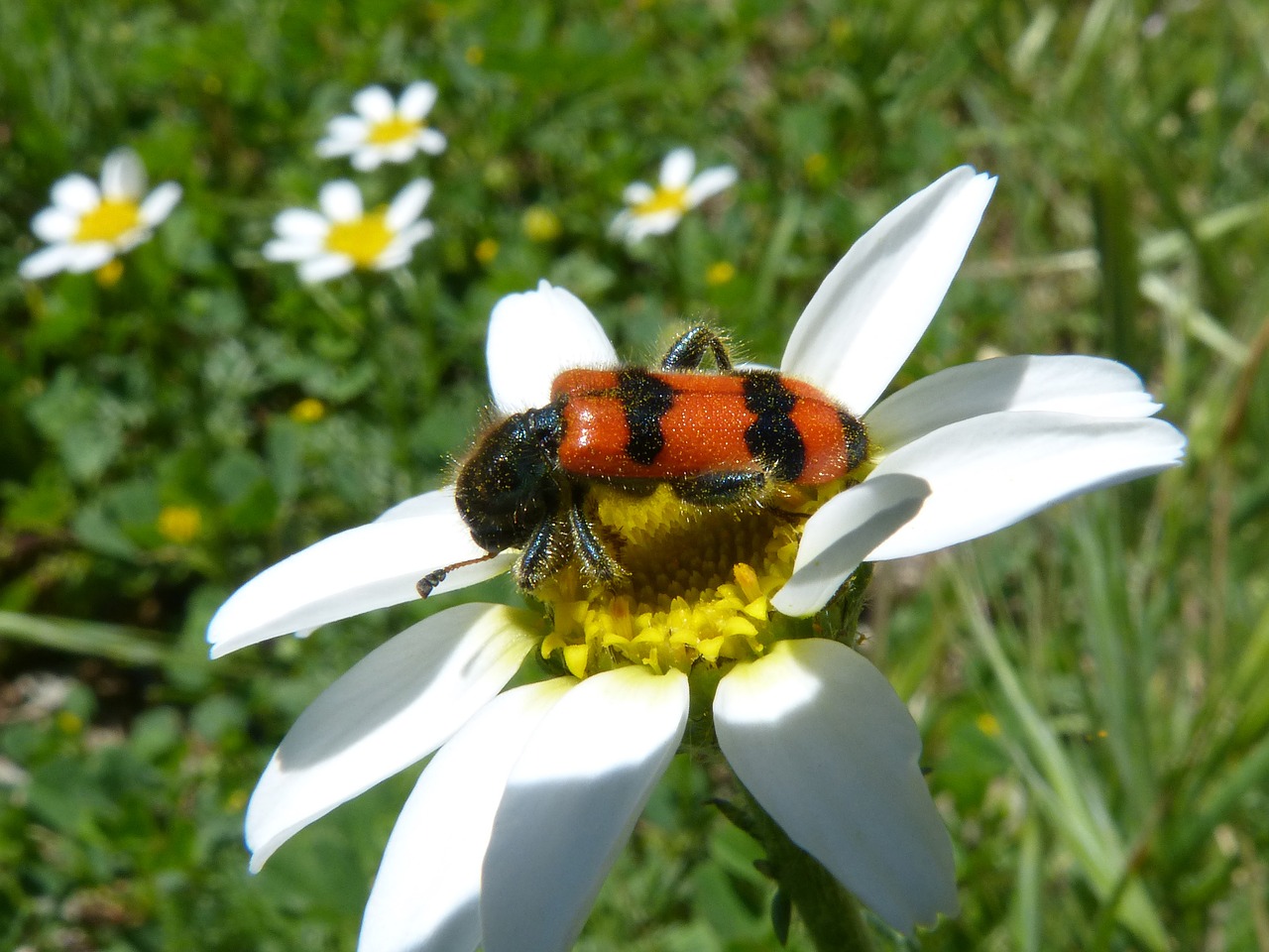 beetle flower meloidea free photo