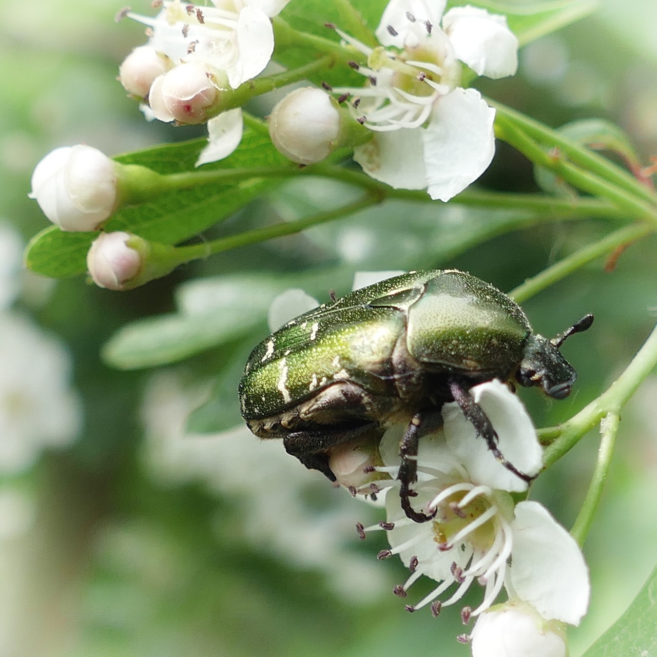 beetle rose beetle insect free photo