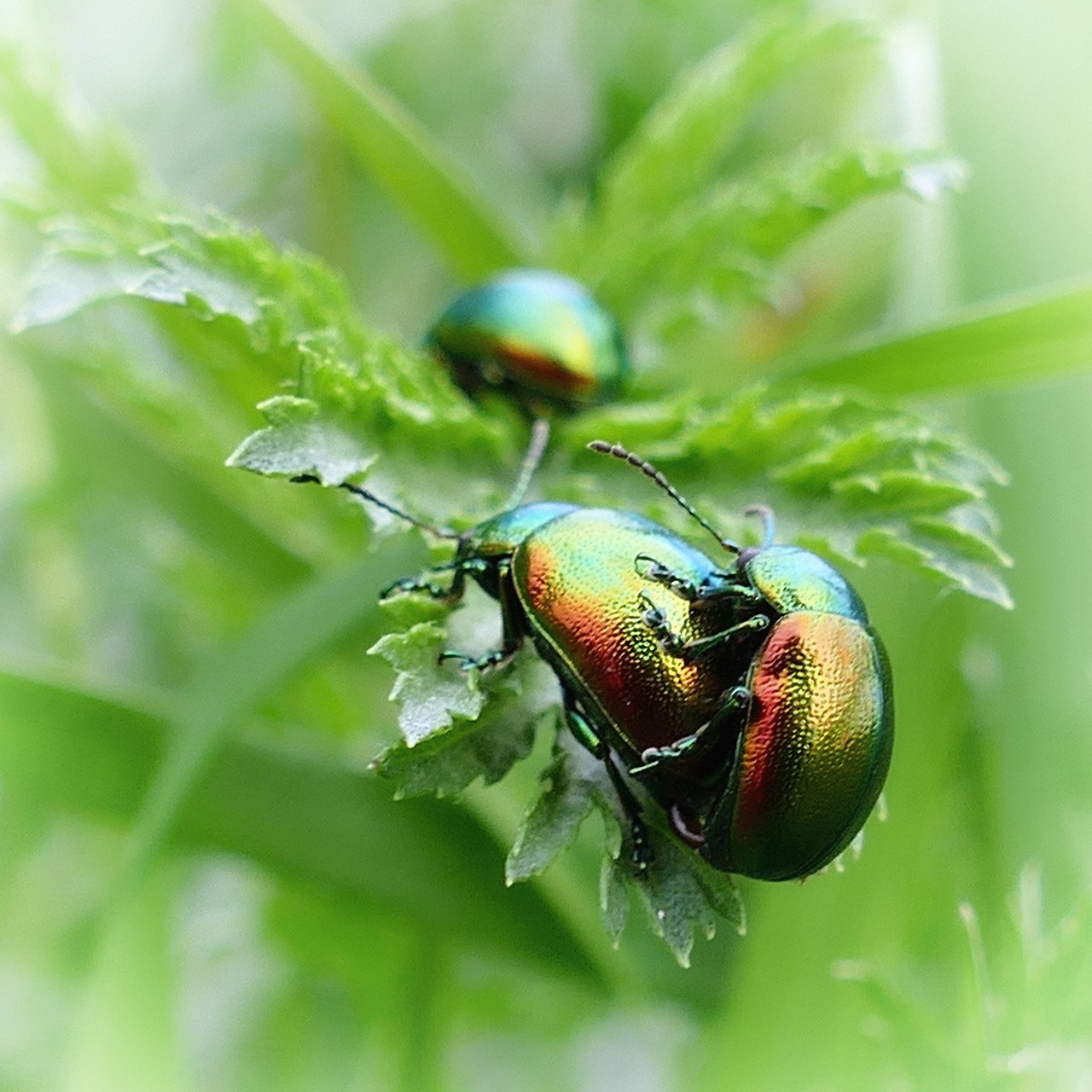 Beetle,ovaläugiger leaf beetle,green,iridescent,nature - free image ...