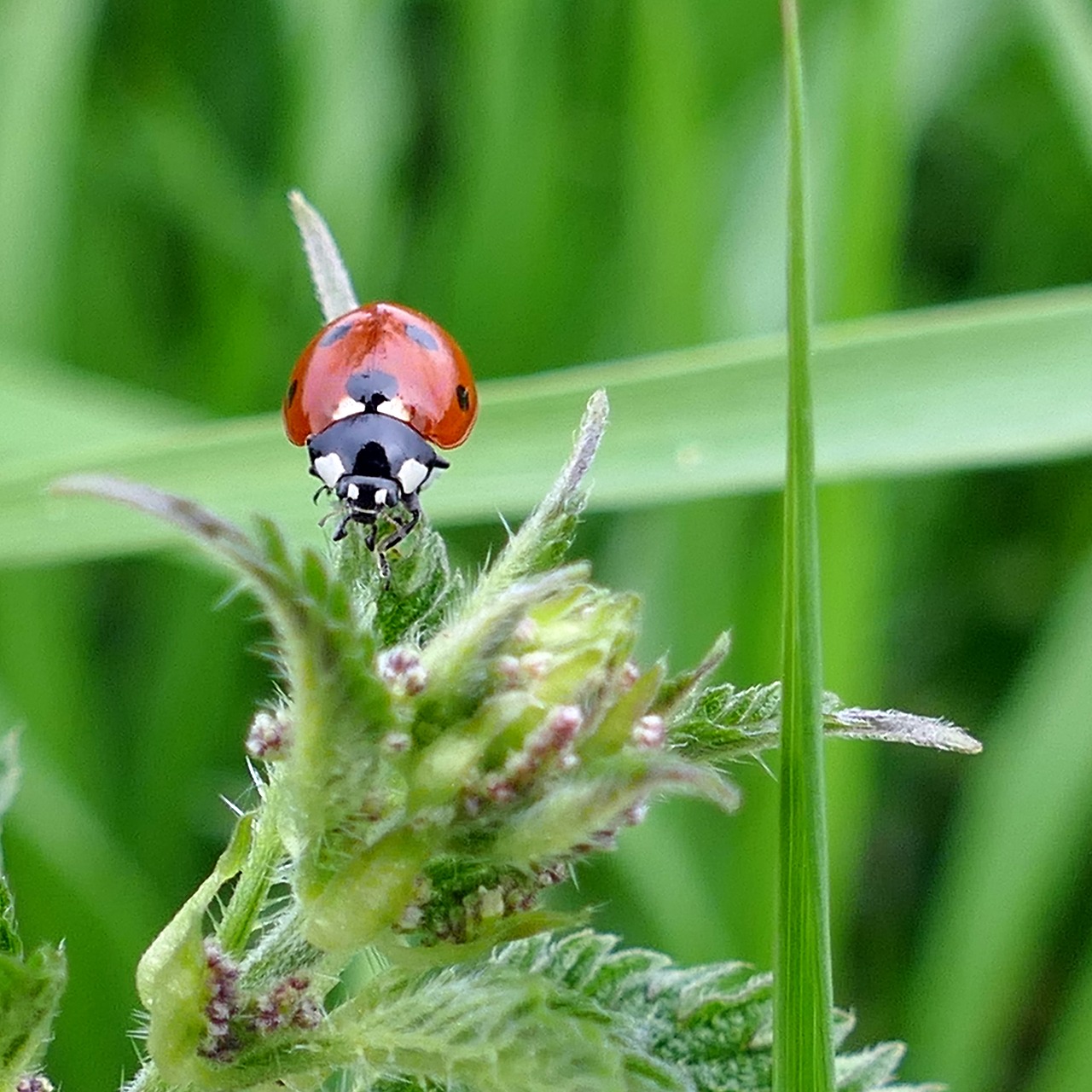 beetle ladybug stinging nettle free photo