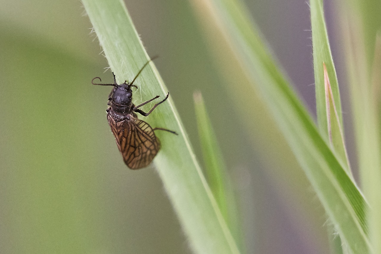 beetle insect nature free photo