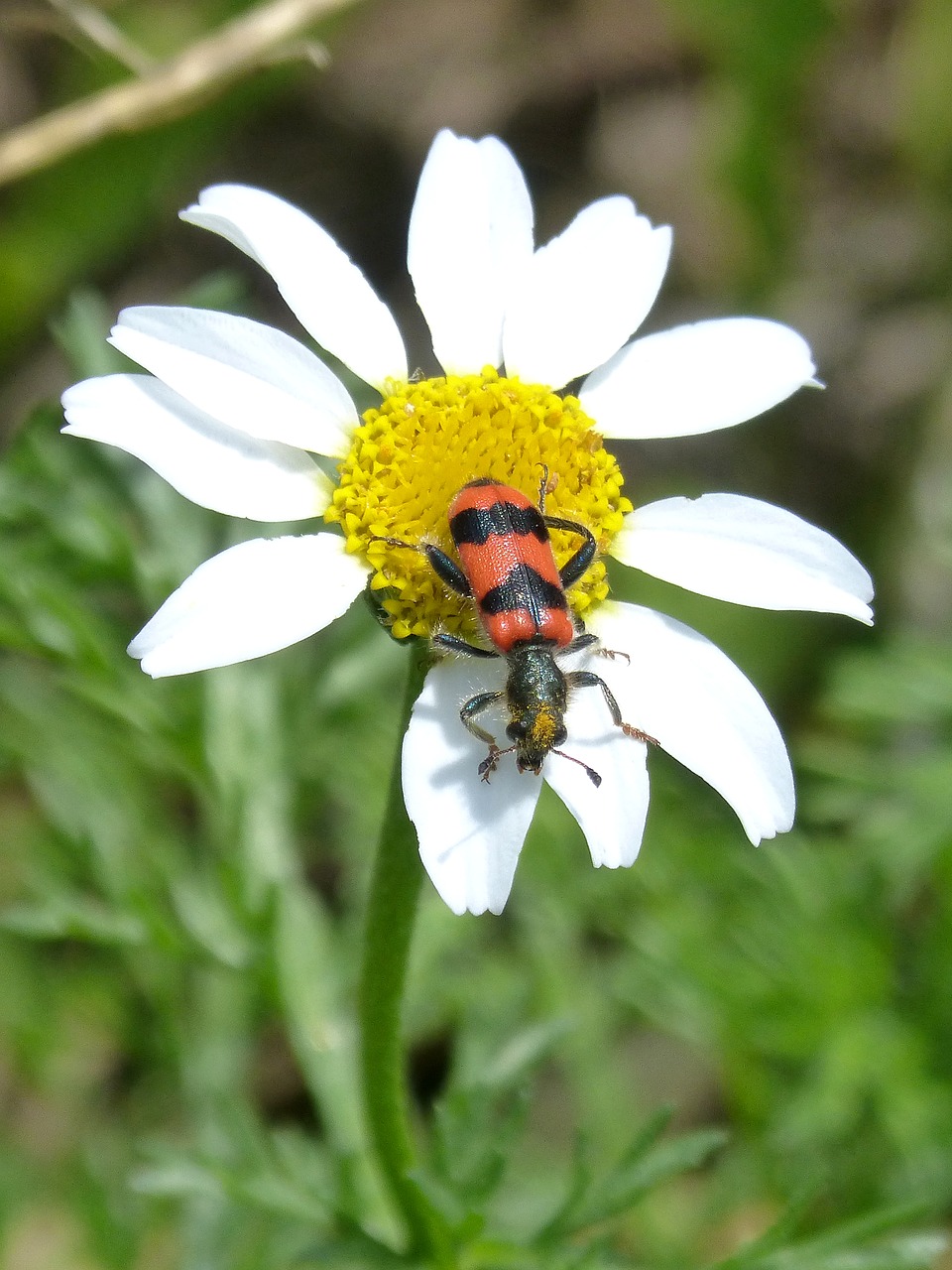 beetle flower meloidea free photo