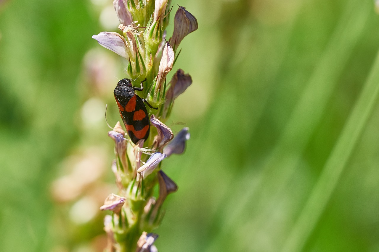 beetle flower summer free photo