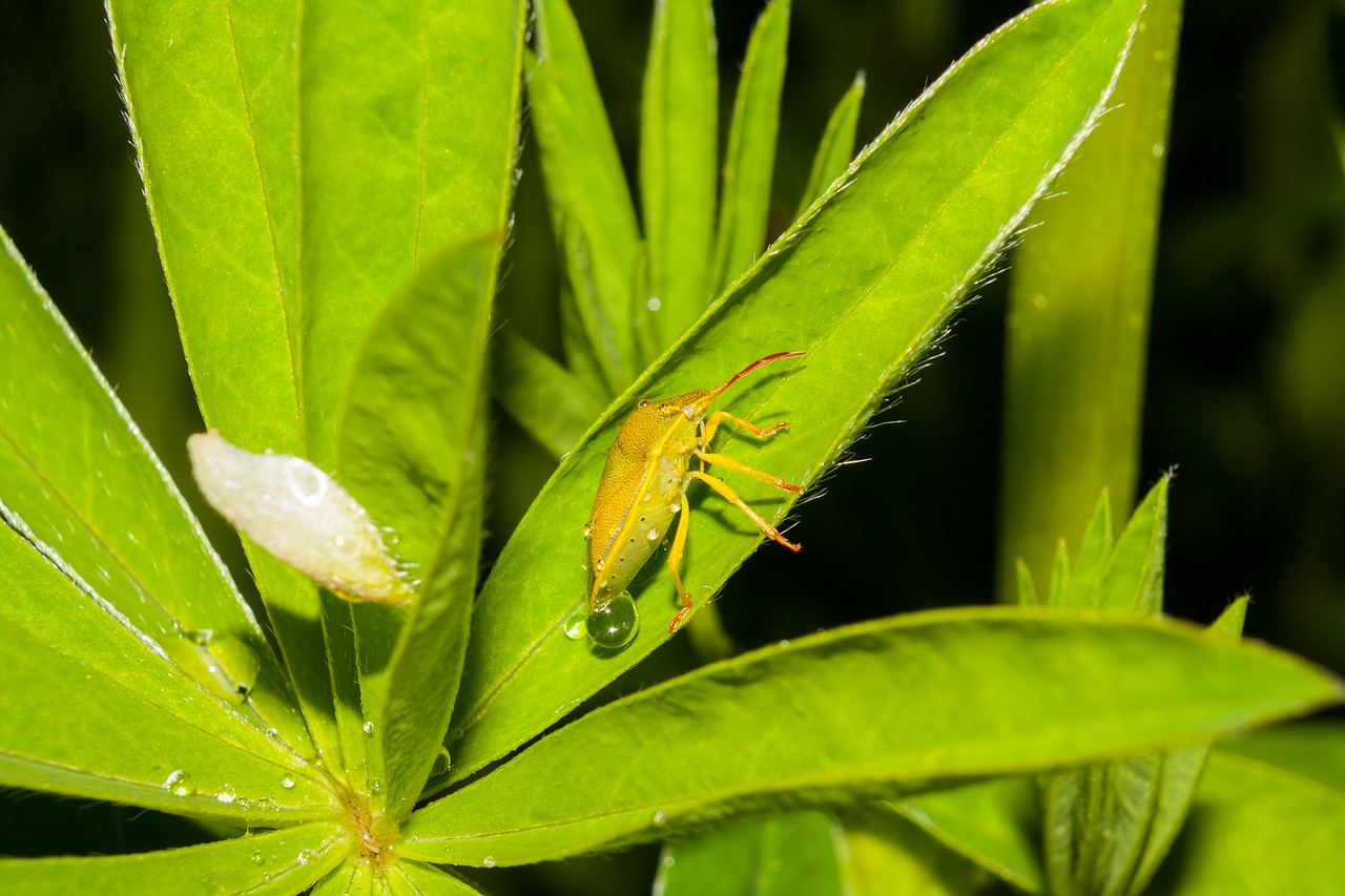 beetle insects macro free photo