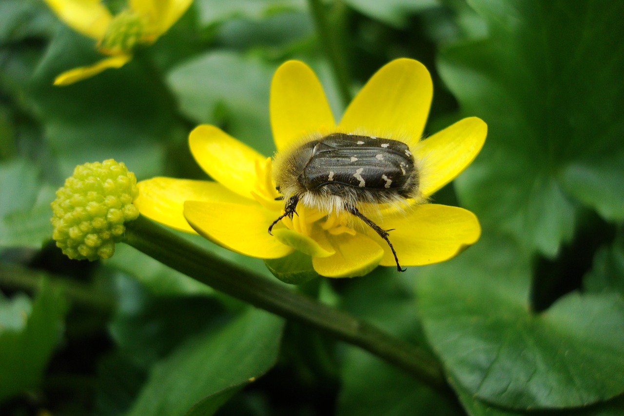 beetle kaluzhnitsa spring free photo