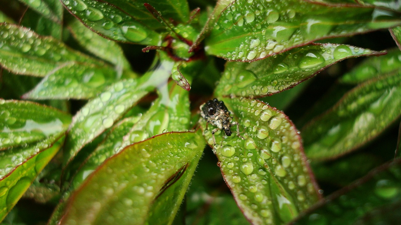 beetle rain spring free photo