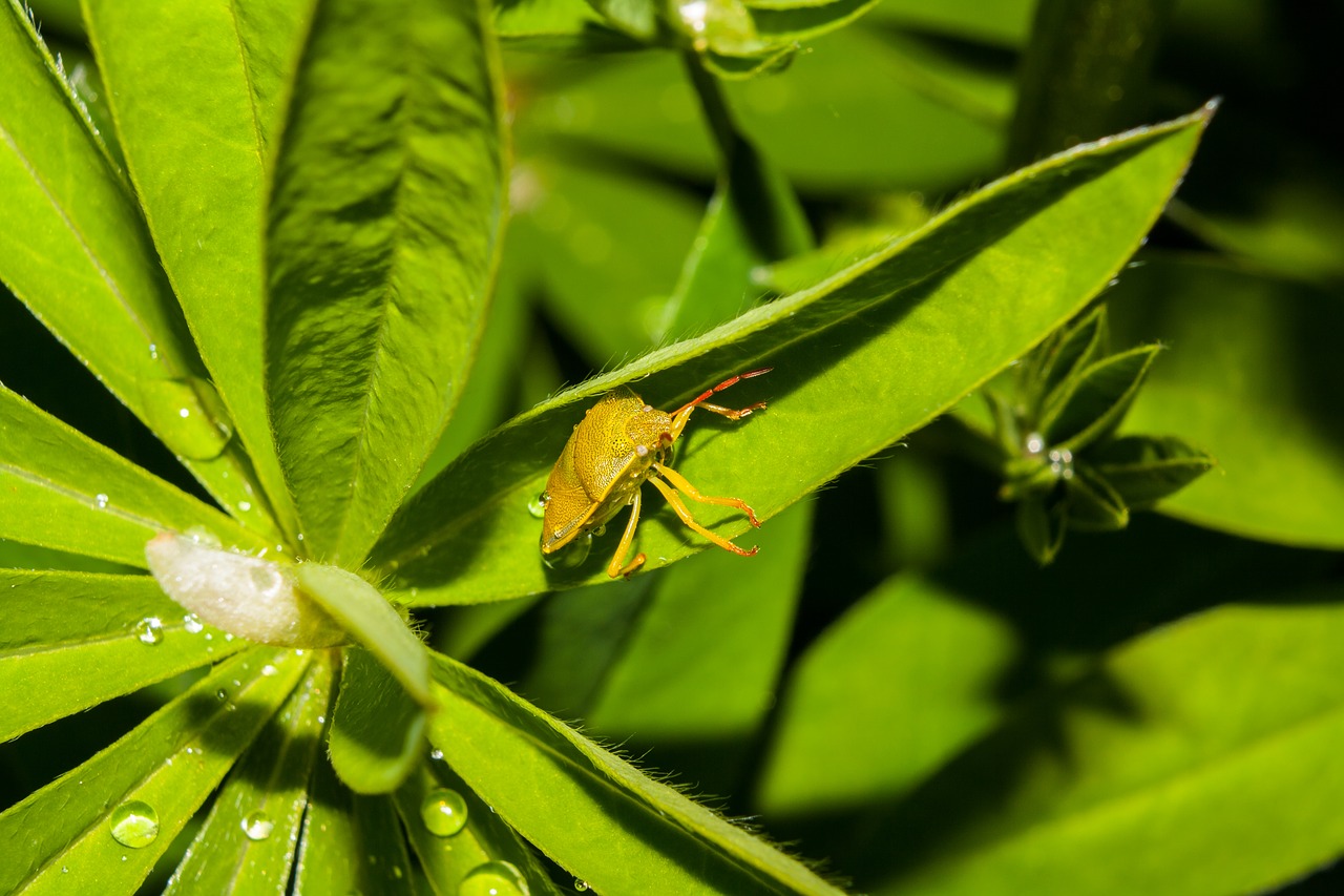 beetle insects macro free photo