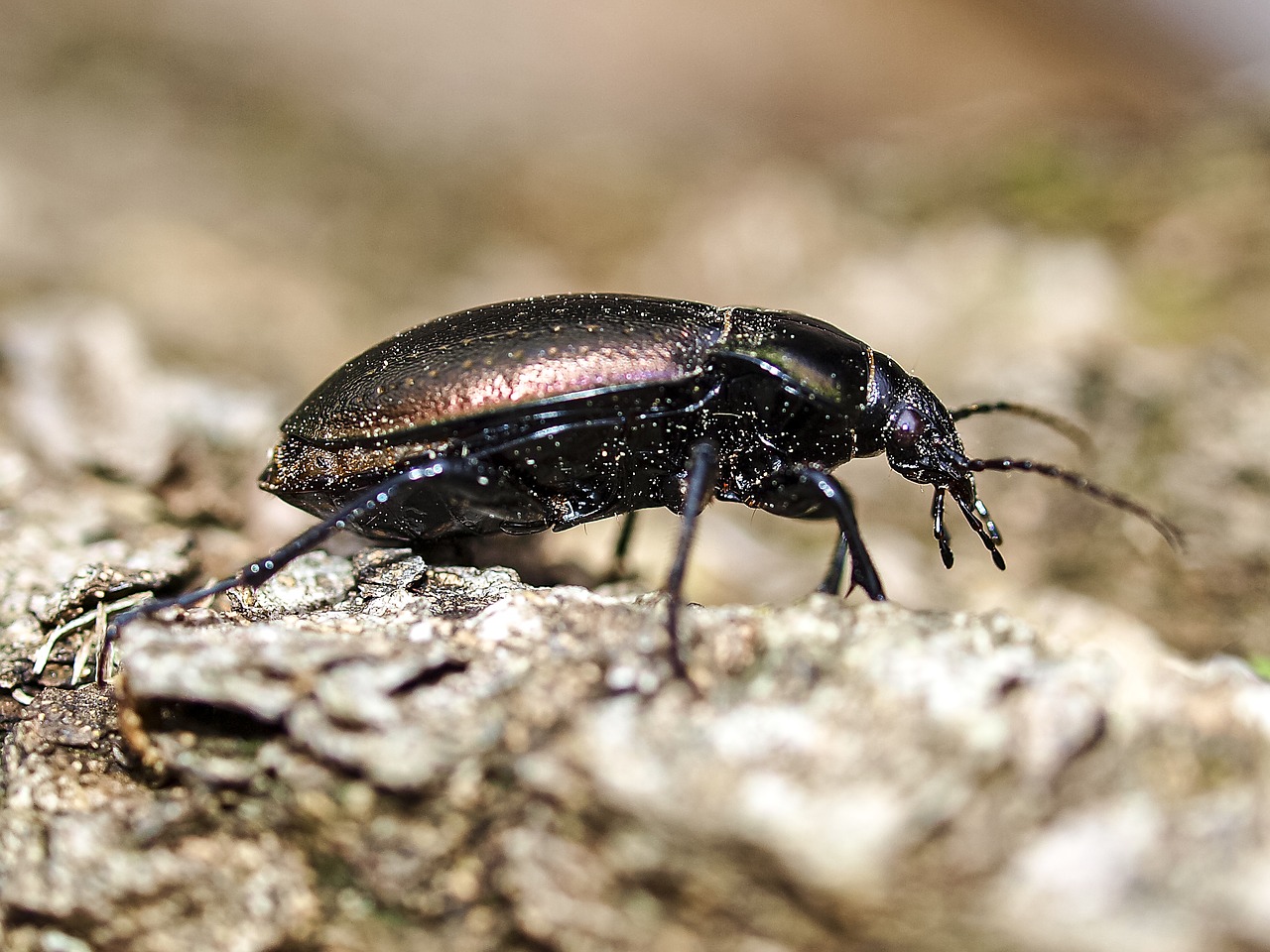 beetle ground beetles insect free photo