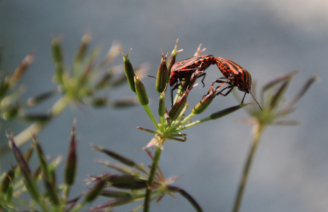 beetle red love free photo