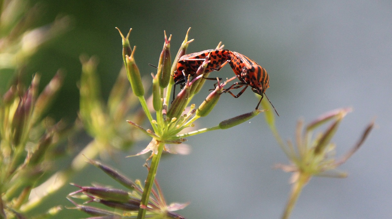 beetle red love free photo