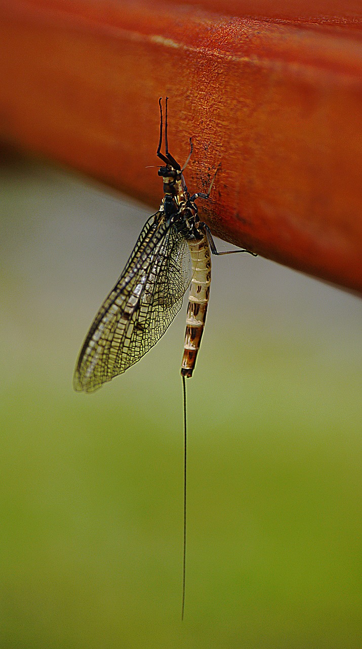 beetle insect winged free photo