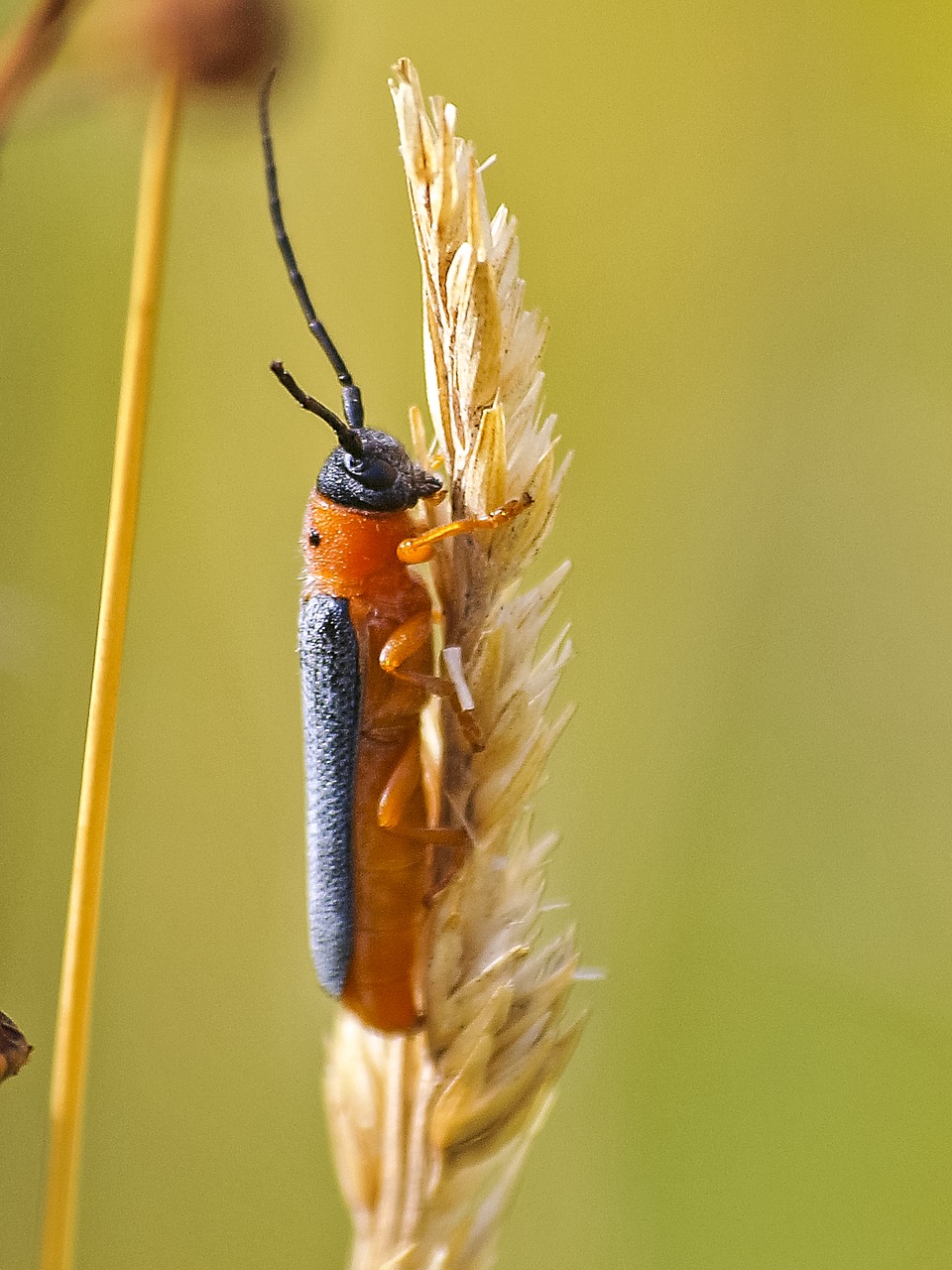 beetle insect nature free photo