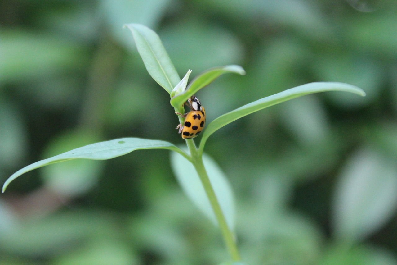 beetle ladybug insect free photo