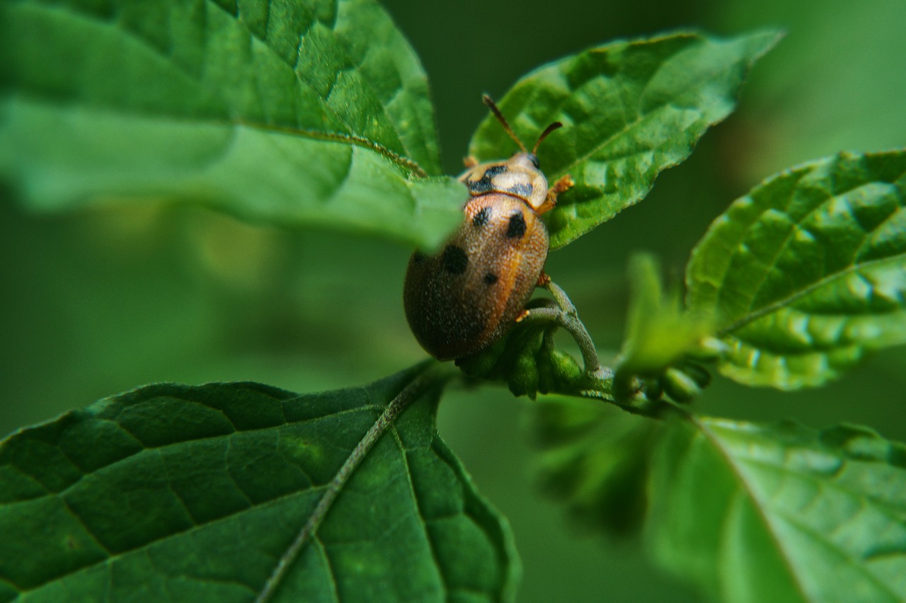 beetle ladybug leaves free photo