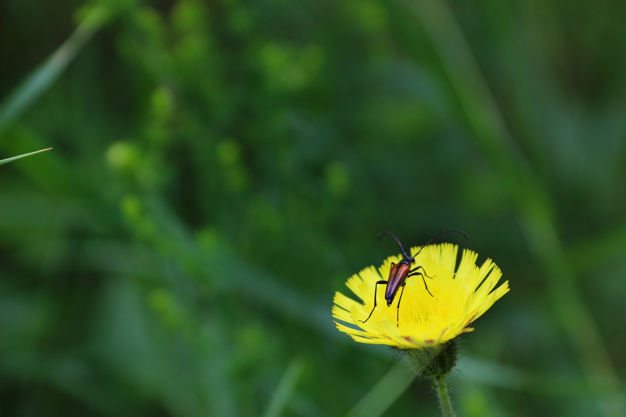 beetle flower summer free photo