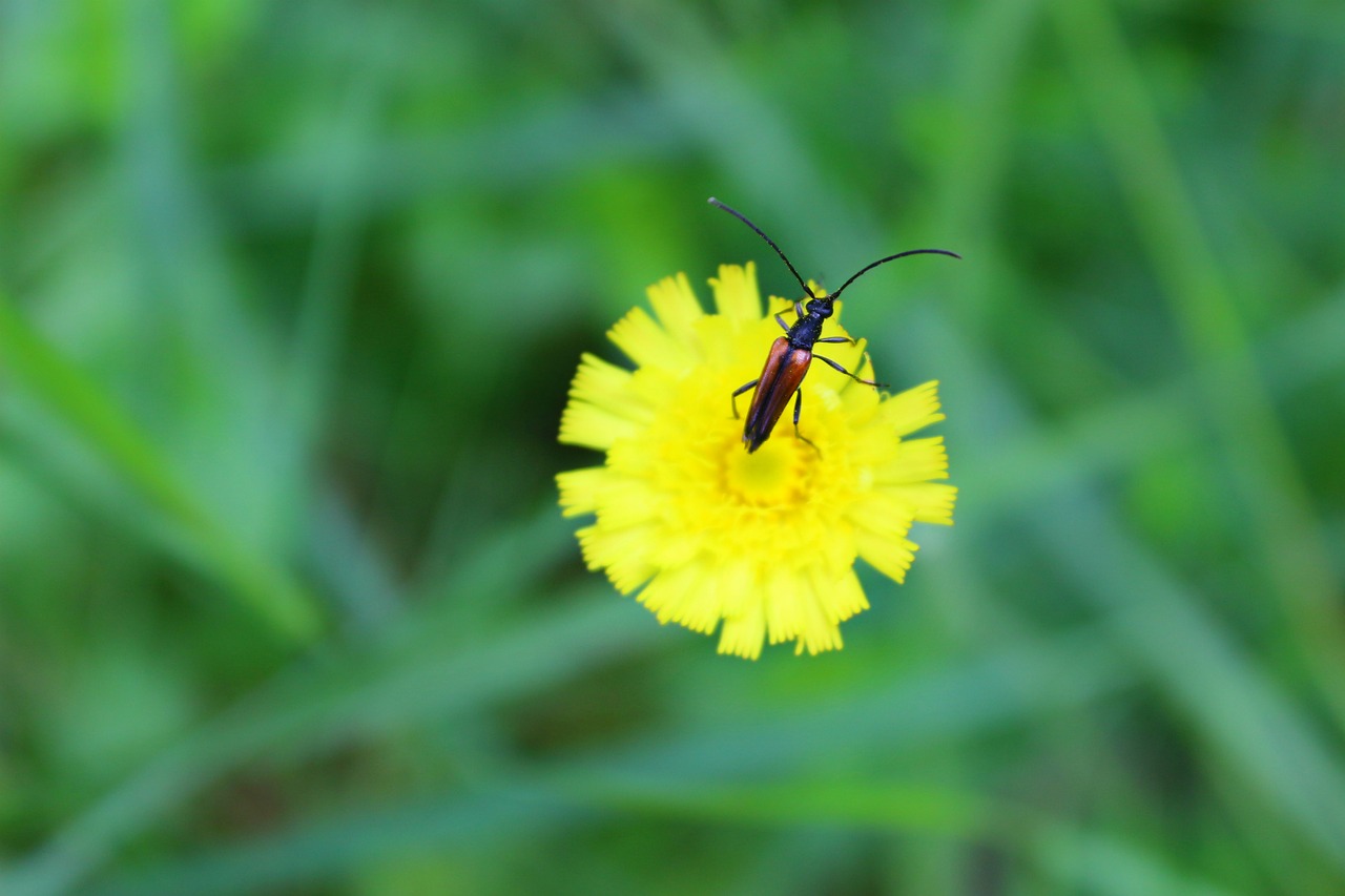 beetle flower summer free photo