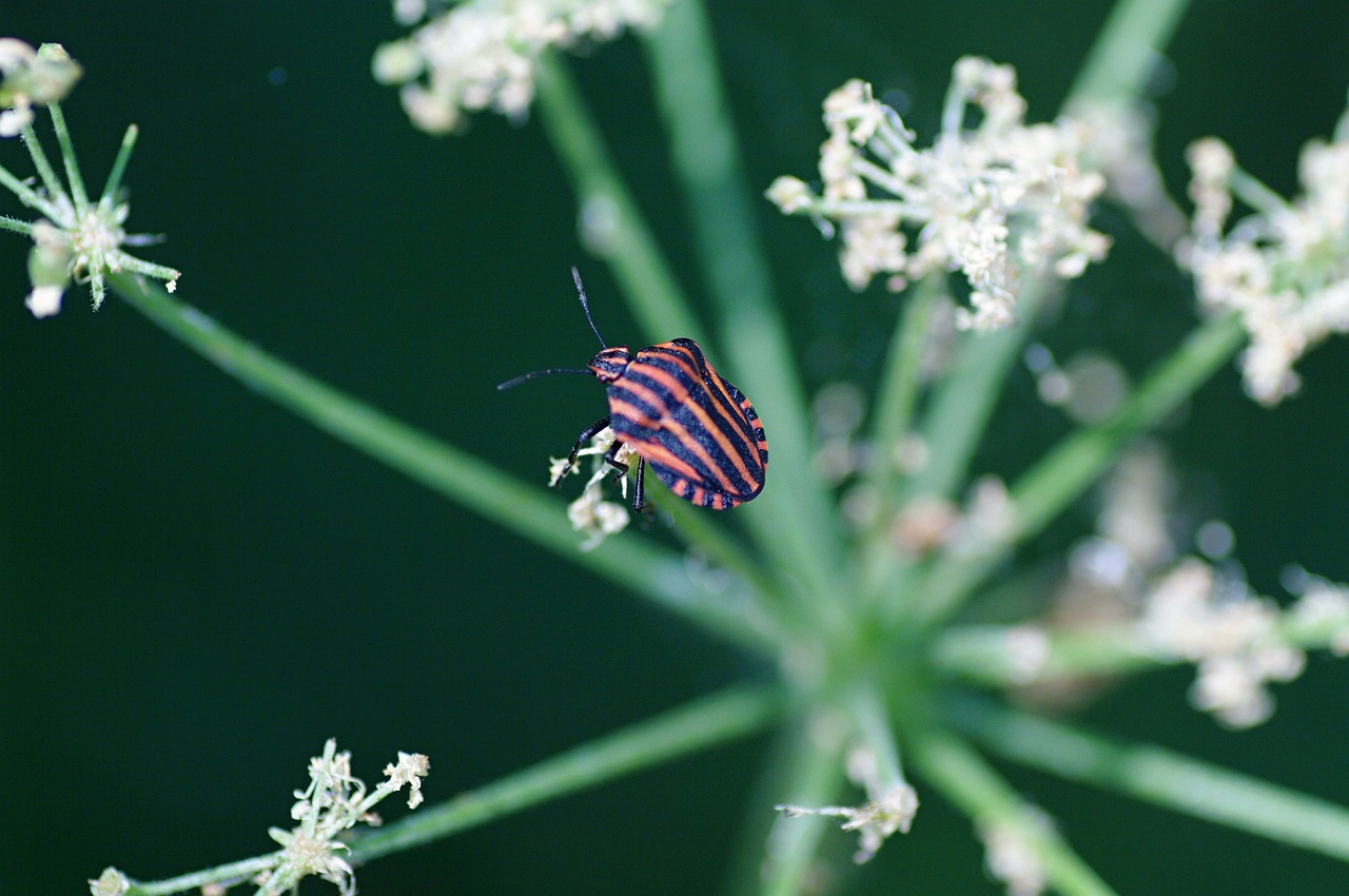 beetle nature detail free photo