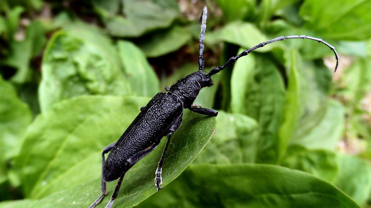 beetle barbel macro free photo