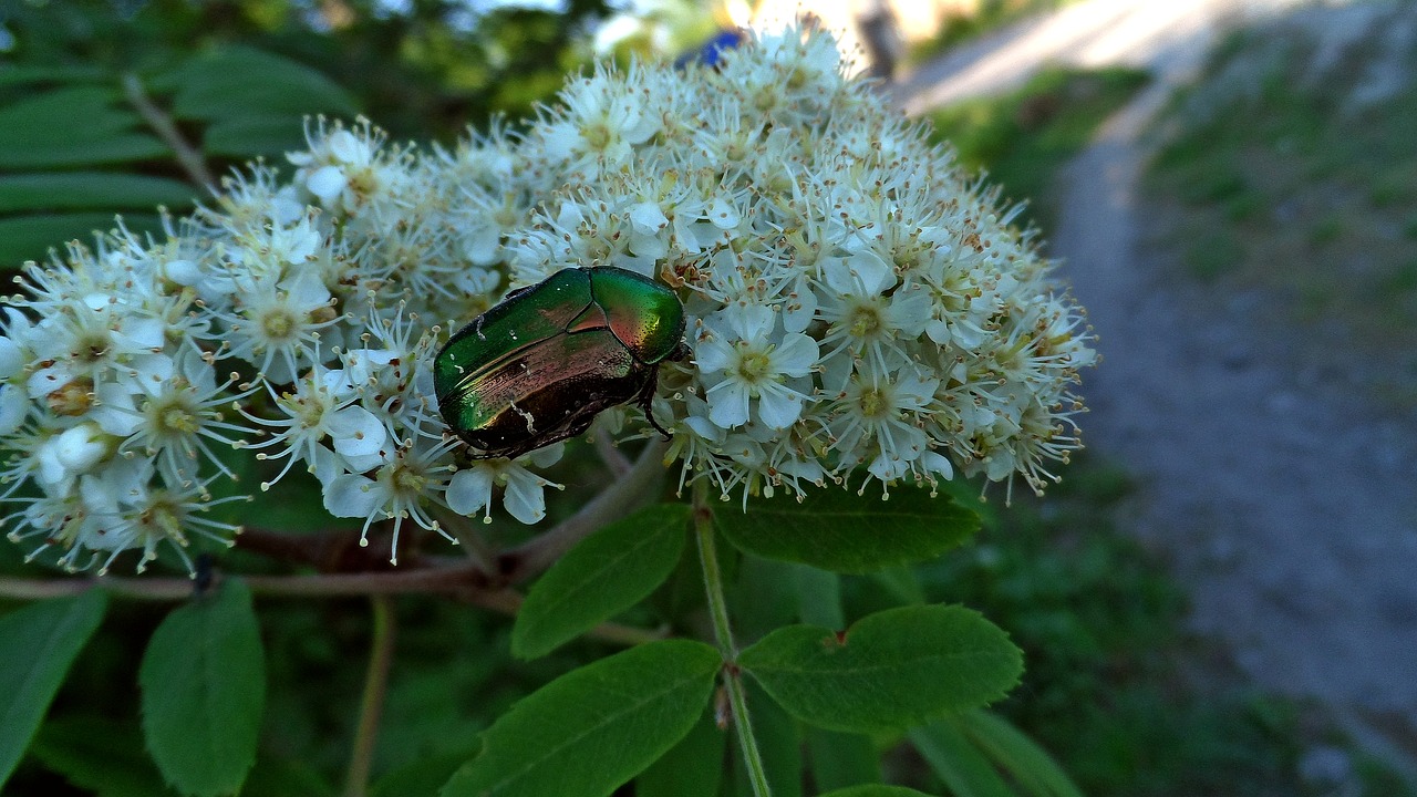 beetle flowers greens free photo