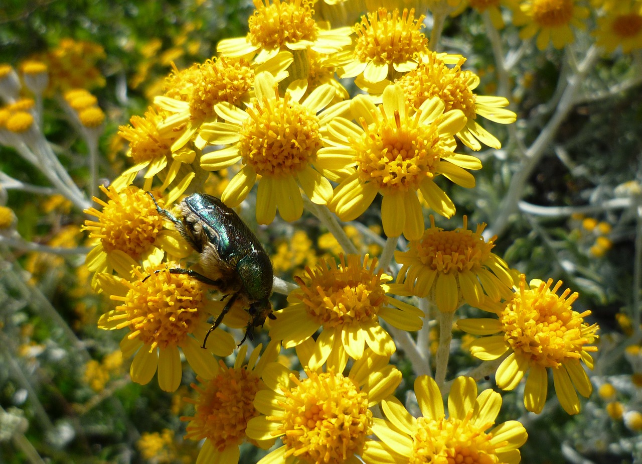 beetle flower yellow free photo