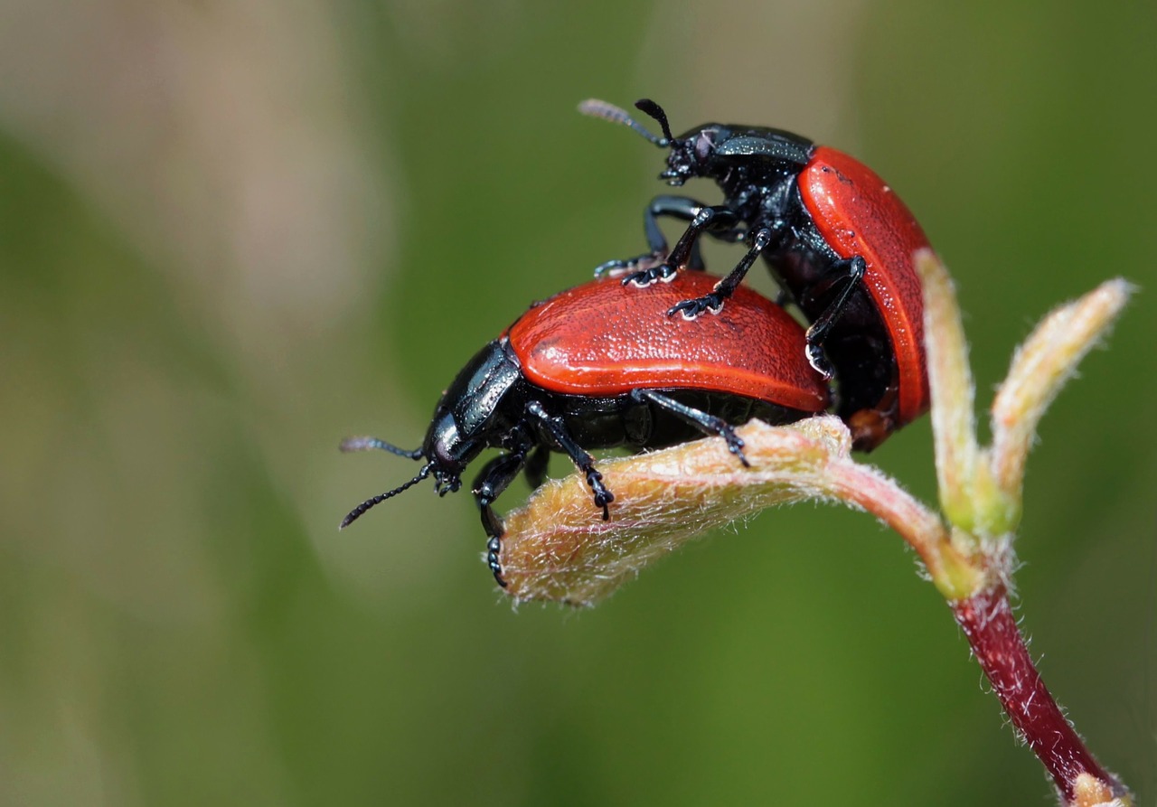 ladybug beetle insect free photo