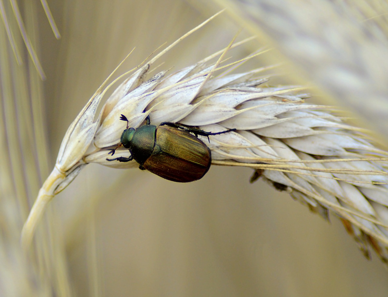 beetle brown nature free photo