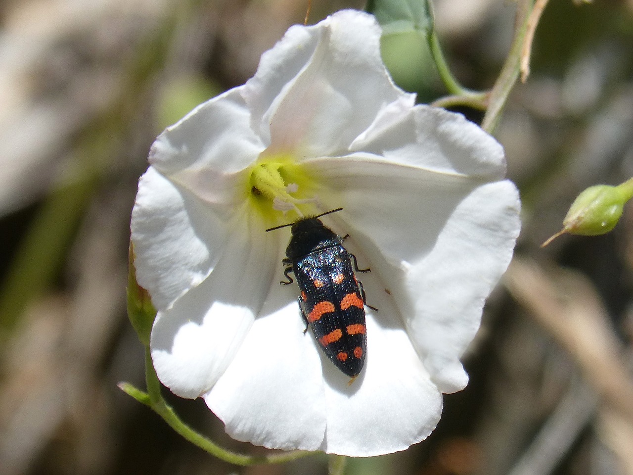 beetle orange and black flower free photo