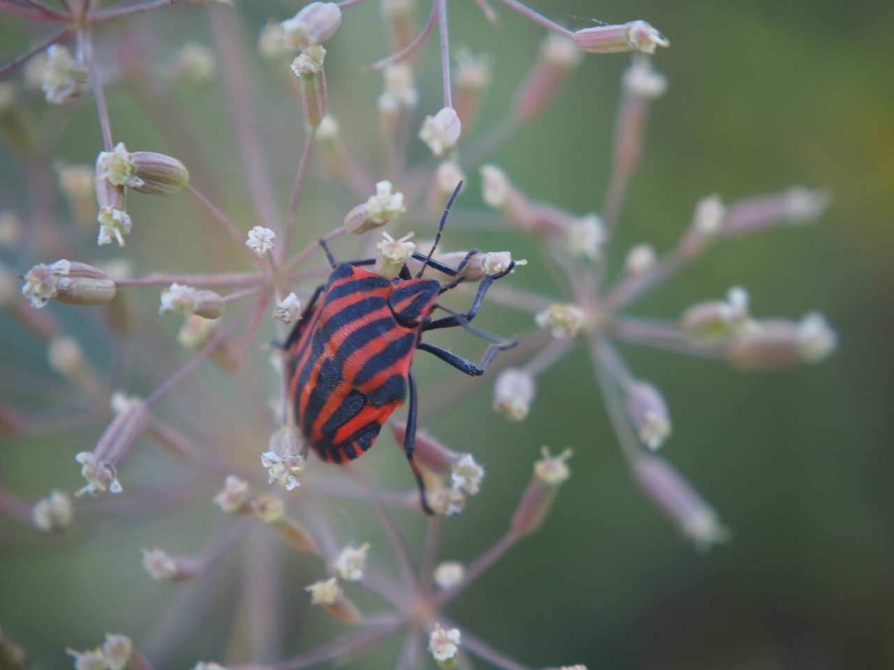 beetle insect red beetle free photo