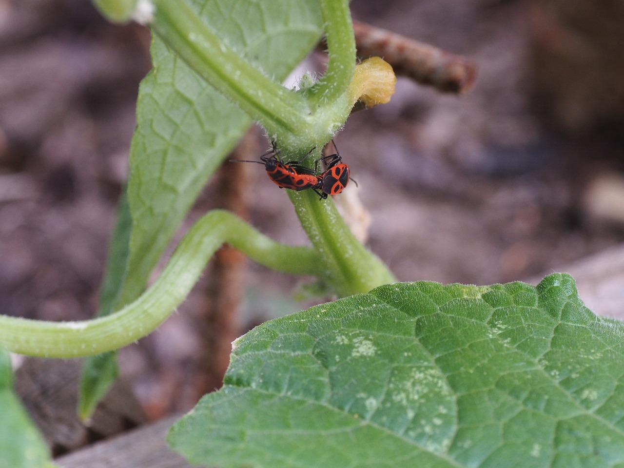 beetle red insect free photo