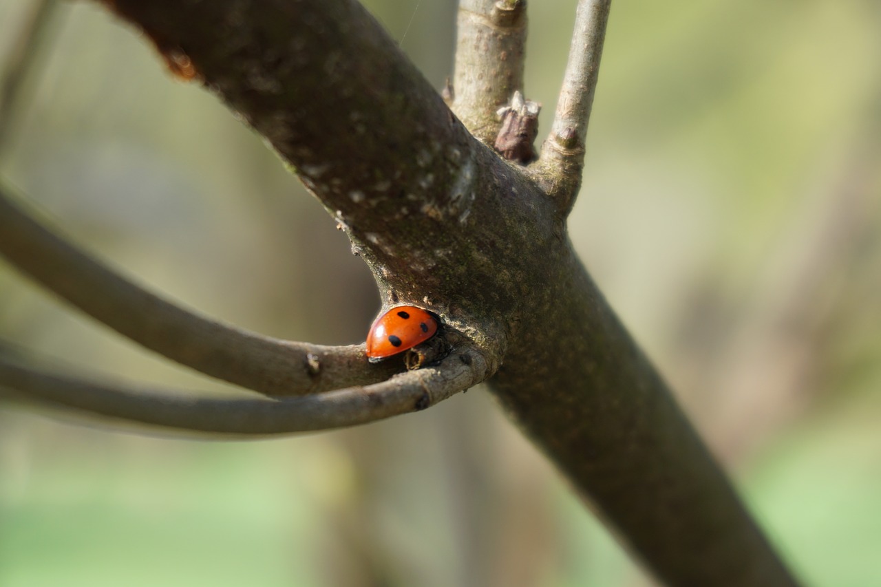 beetle ladybug nature free photo