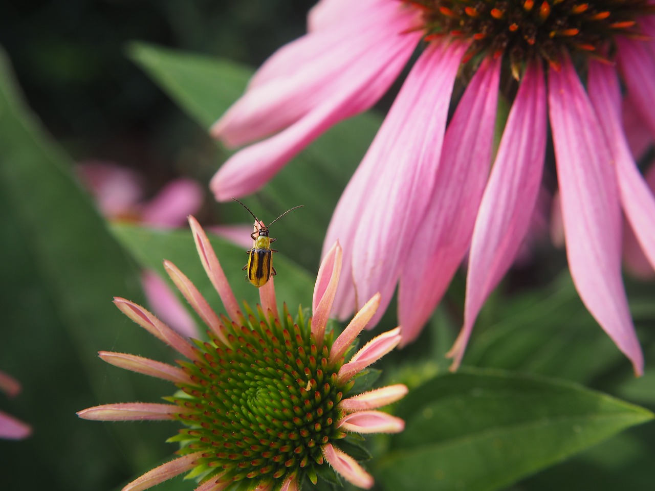 beetle sun hat plant free photo