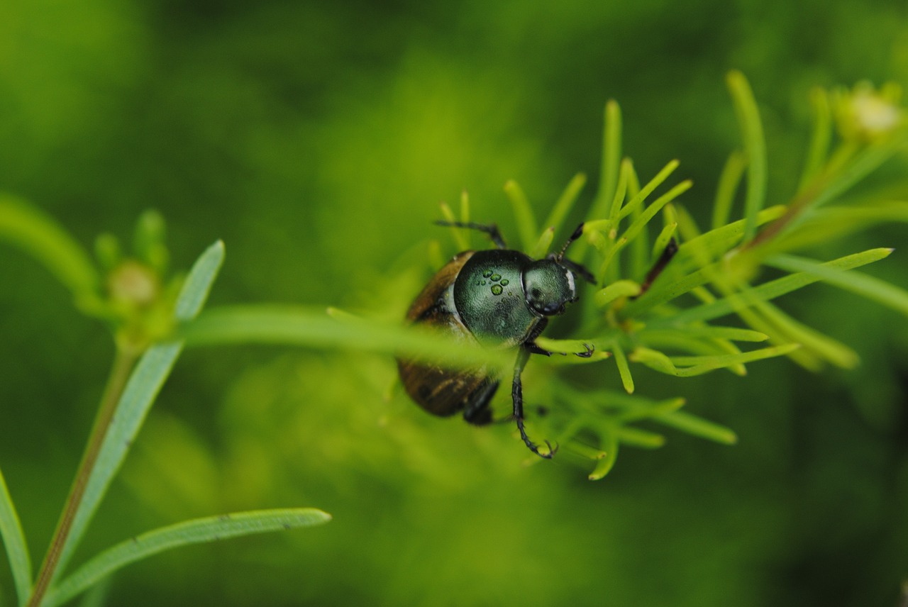 beetle water grass free photo