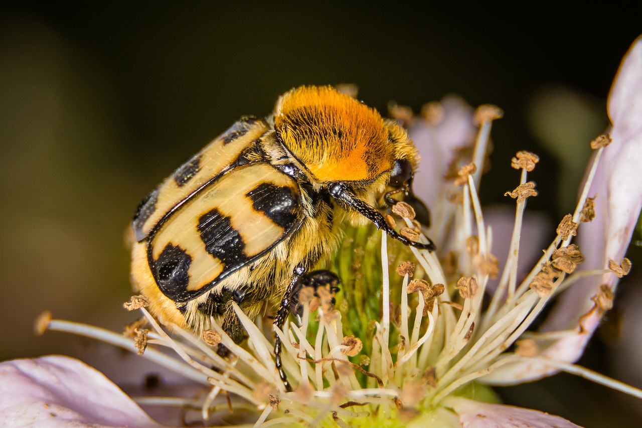 beetle brush beetle macro free photo