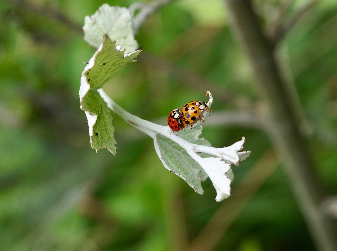 beetle lucky ladybug ladybug free photo