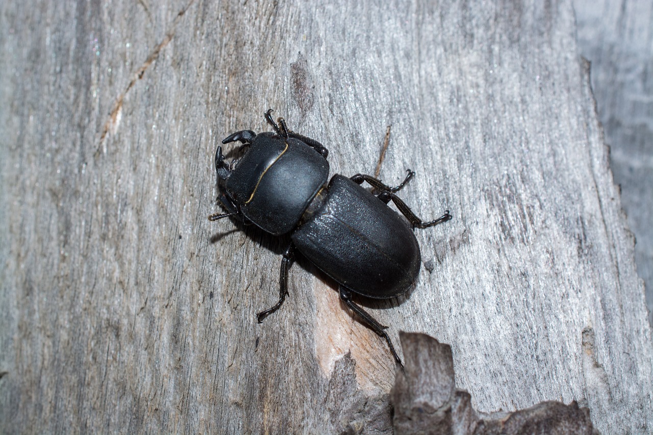 beetle insect macro free photo