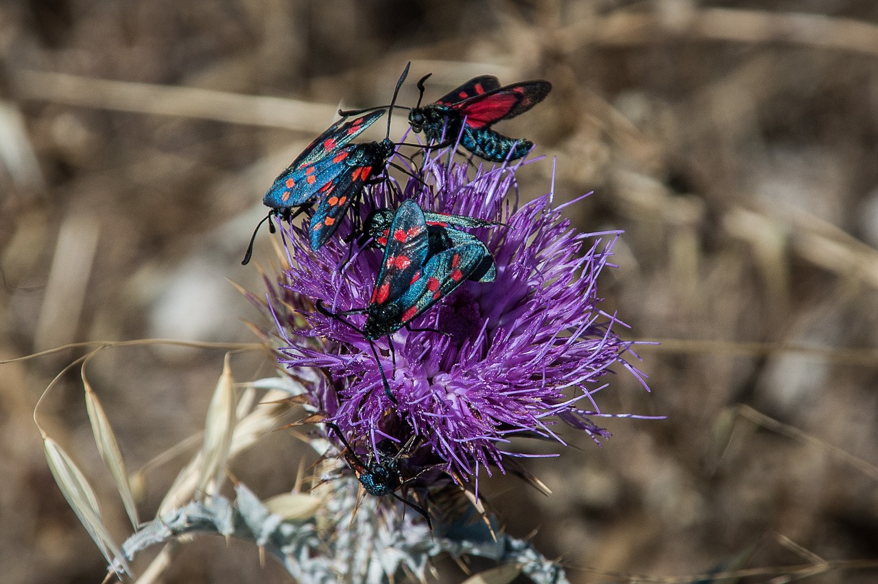 beetle beetle family close free photo