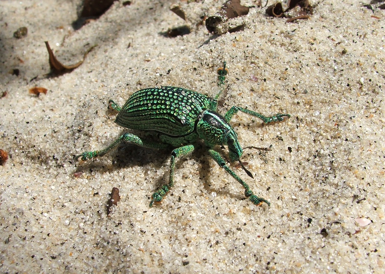 beetle sand animal free photo