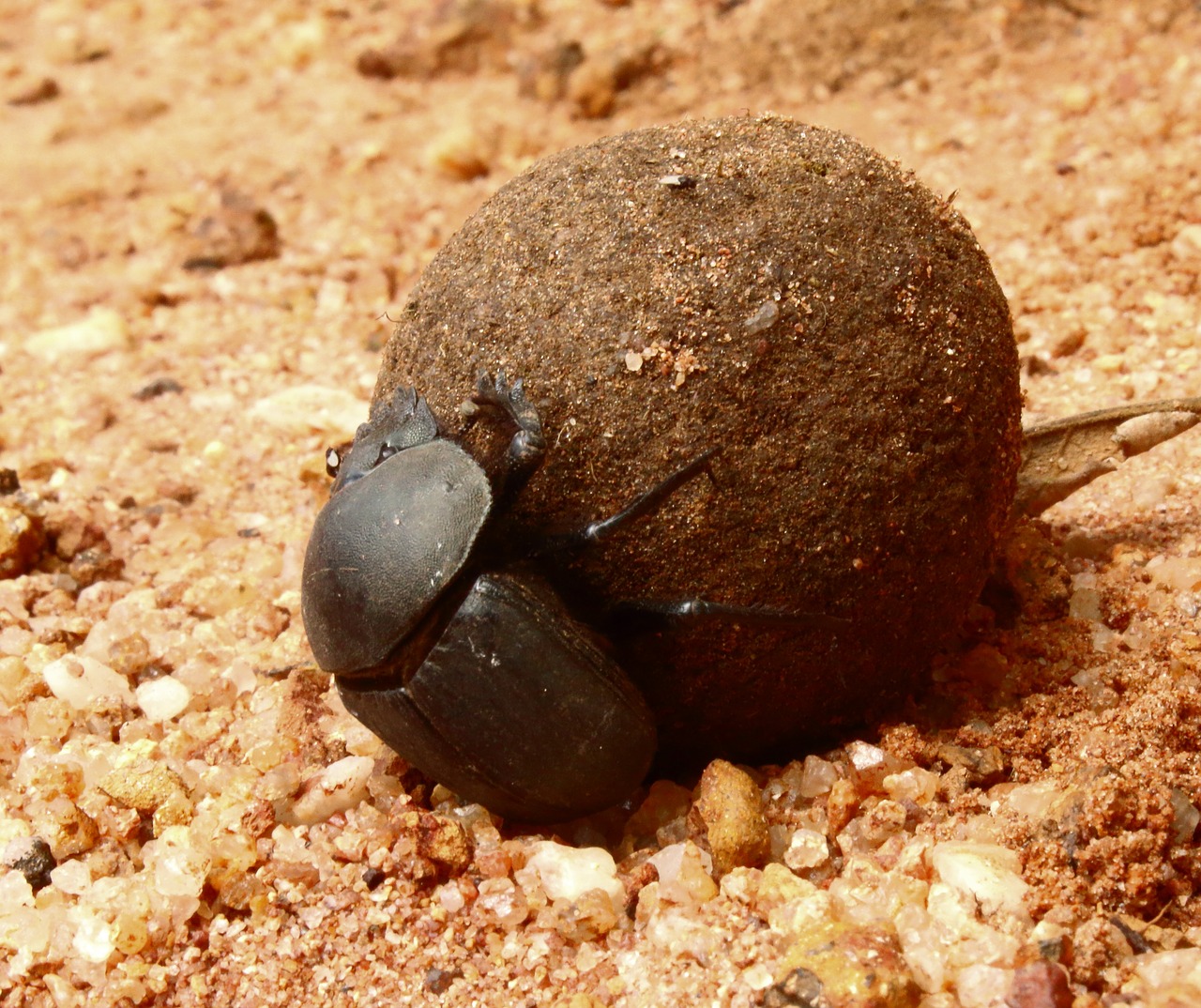 beetle dung beetle bugs free photo