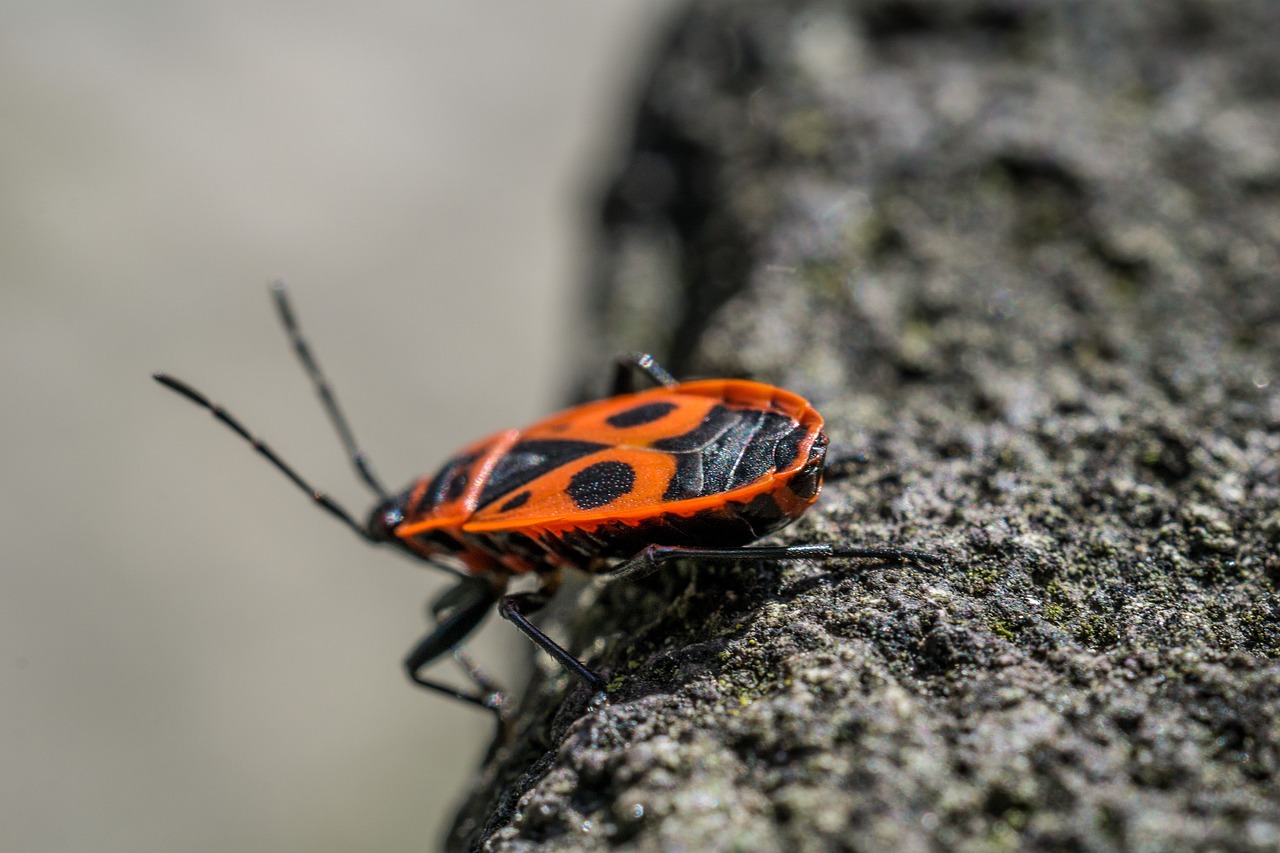 beetle insect macro free photo