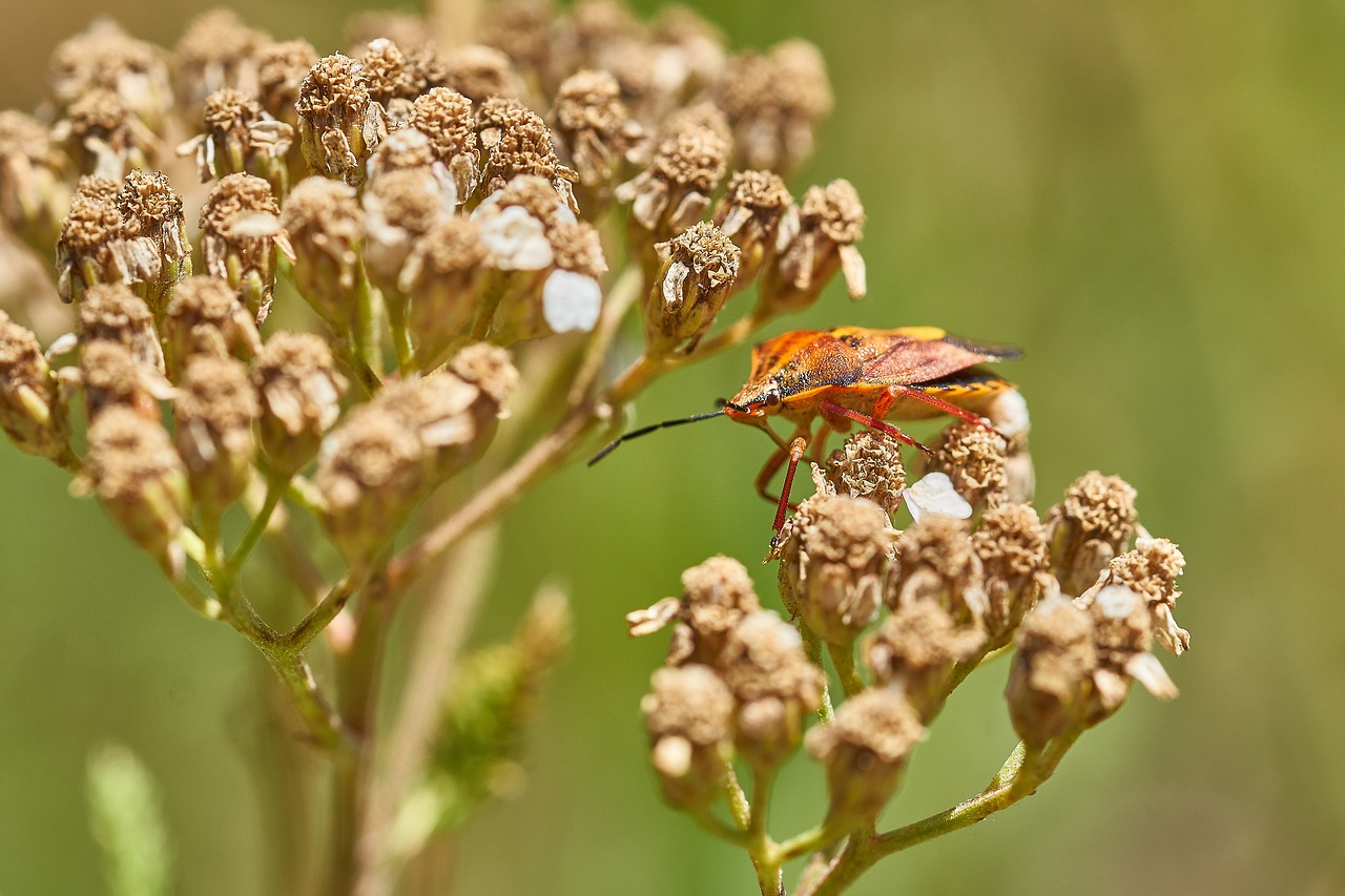 beetle flower macro free photo