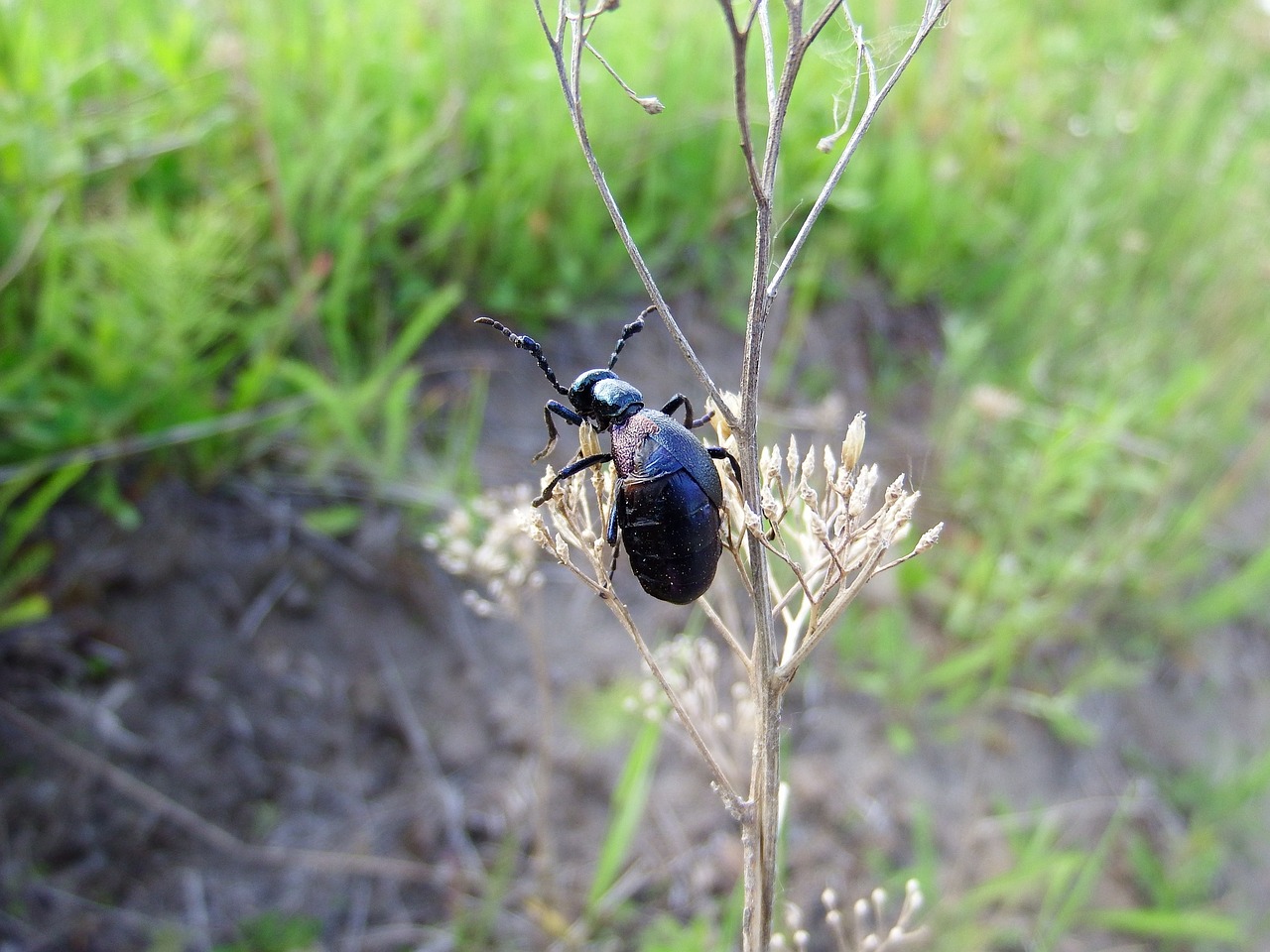 beetle insect grass free photo