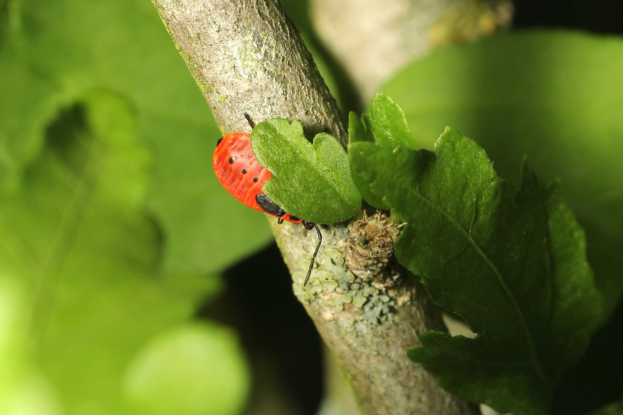 beetle camouflage green free photo