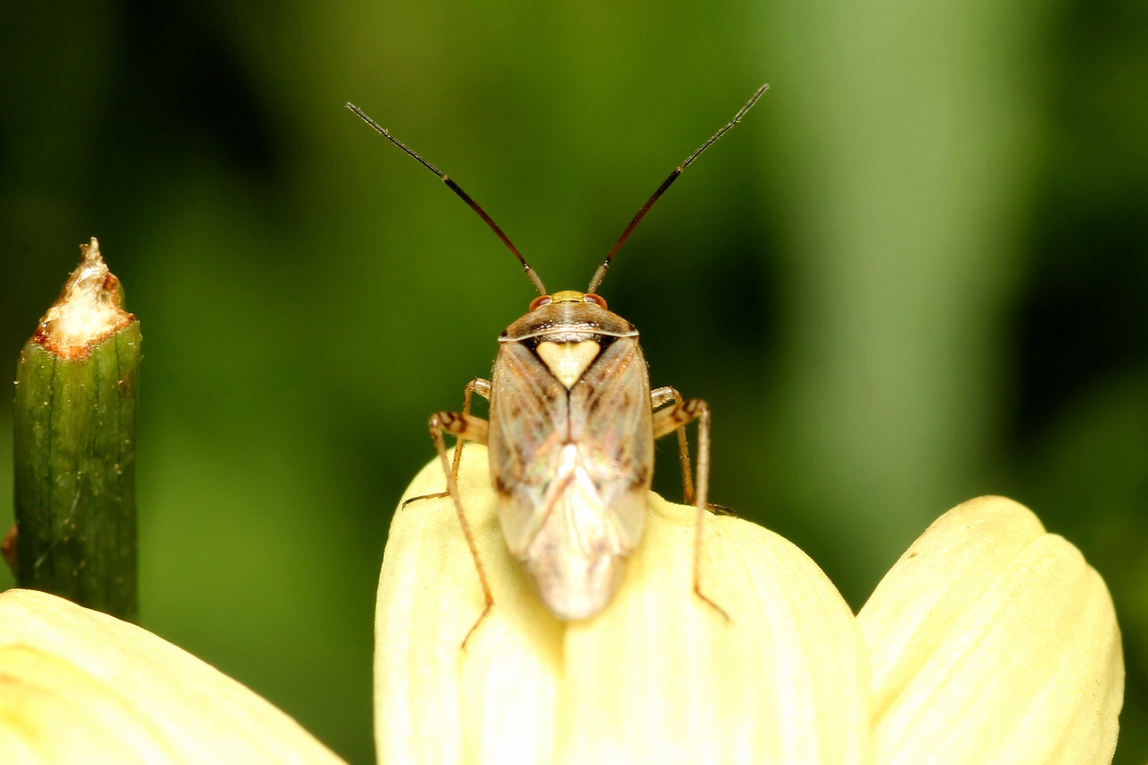 beetle insect macro free photo