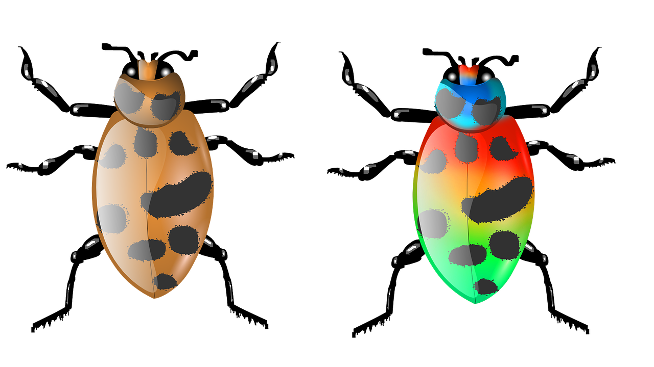 beetle insect bug free photo
