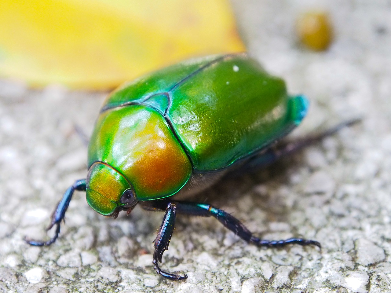 beetle macro insect free photo
