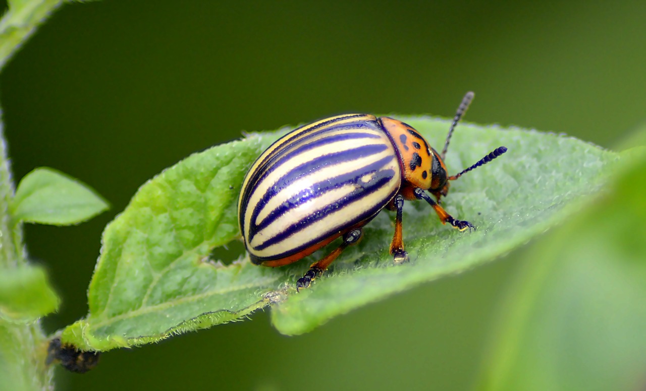 beetle potato beetle insect free photo