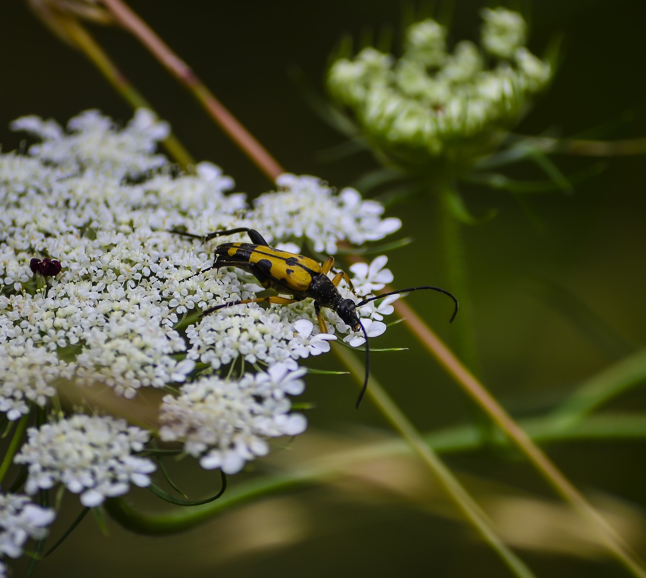 beetle insect bug free photo