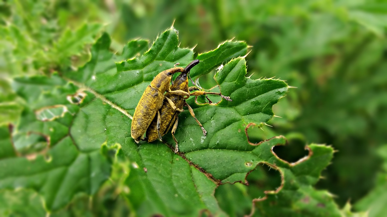 beetle nature insect free photo