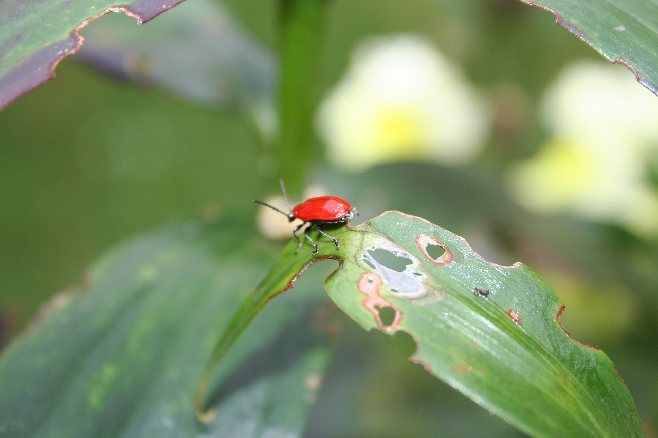 beetle red beetle leaf damage free photo